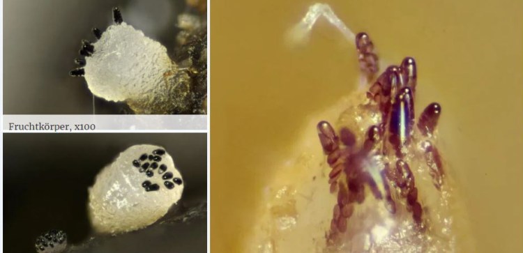 2020-04-03 23_19_42-Ascobolus Pers. ex J.F. Gmel. 1792