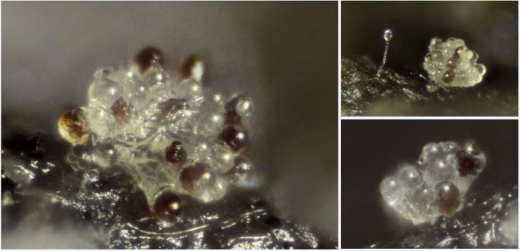 2020-04-03 23_20_45-Ascodesmis Tiegh. 1876