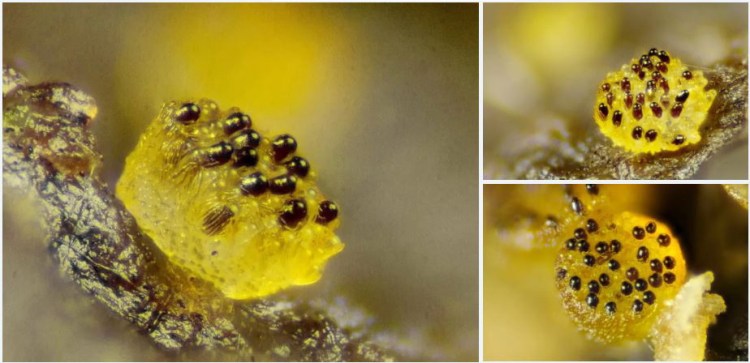 2020-04-03 23_26_05-Saccobolus Boud. 1869