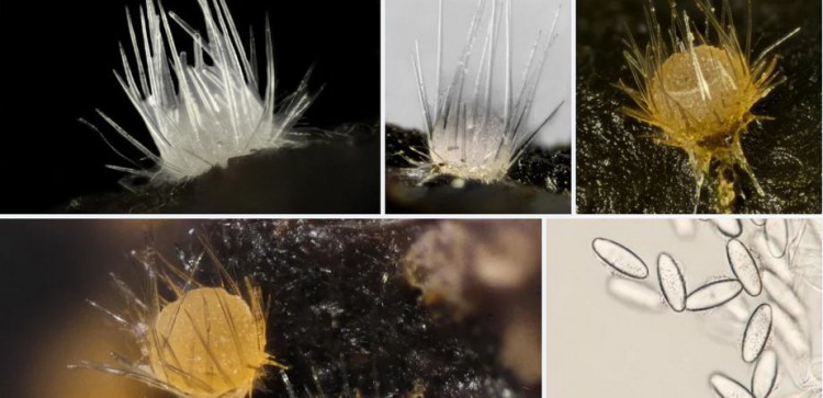 2020-04-03 23_26_34-Lasiobolus Sacc. 1884