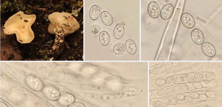 2020-04-04 22_58_38-Arpinia Berthet 1974