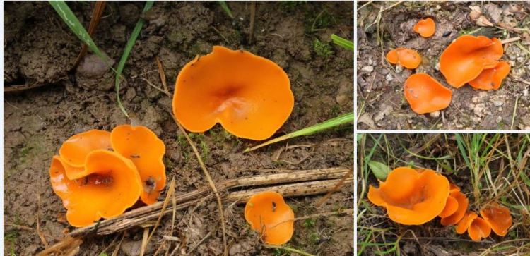 2020-04-04 23_42_50-Aleuria Fuckel 1870