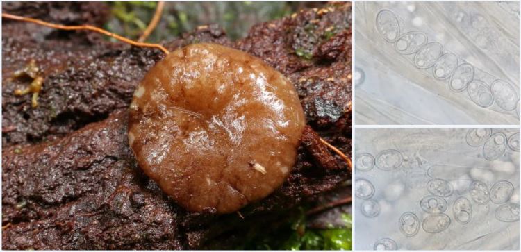 2020-04-05 00_38_24-Adelphella Pfister, Matočec & I. Kušan 2009