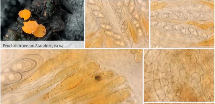 2020-04-05 13_44_58-Anthracobia Boud. 1885