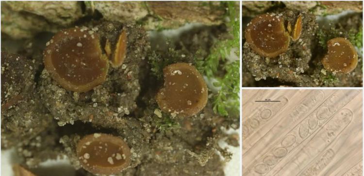 2020-04-05 14_02_38-Aleurina Massee 1898