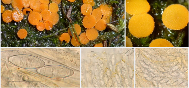 2020-04-05 21_41_34-Byssonectria P. Karst. 1881