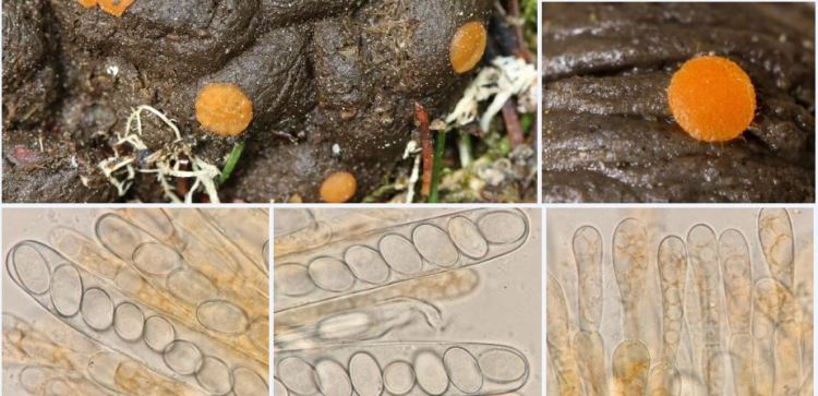 2020-04-07 02_06_28-Cheilymenia Boud. 1885