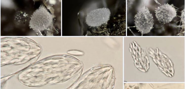 2020-04-07 23_15_23-Ascozonus (Renny) E.C. Hansen 1877