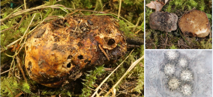 2020-04-08 13_32_16-Choiromyces Vittad. 1831