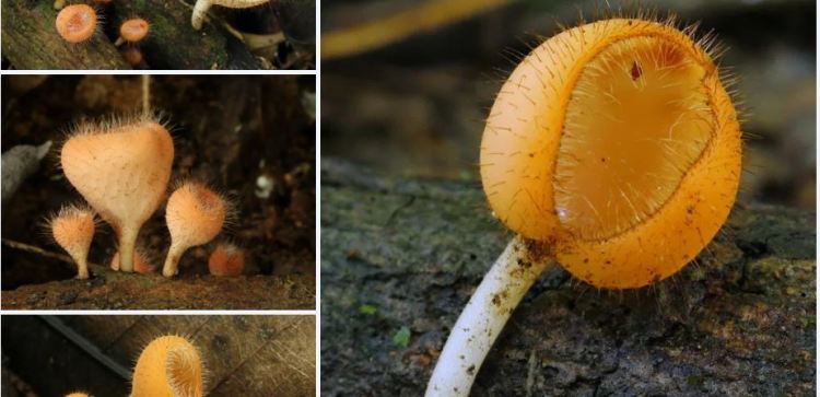 2020-04-08 16_16_21-Cookeina Kuntze 1891