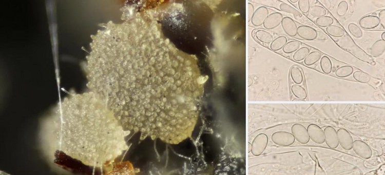 2020-04-09 22_38_52-Coprotus Korf & Kimbr. 1967