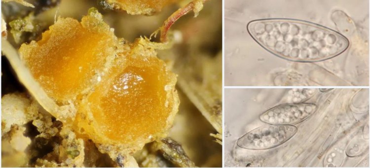 2020-04-11 12_54_38-Cupulina Dougoud, Van Vooren & M. Vega 2015