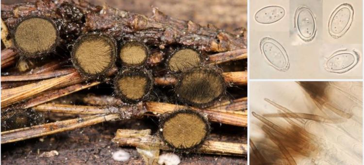 2020-04-11 13_30_23-Desmazierella Lib. 1829