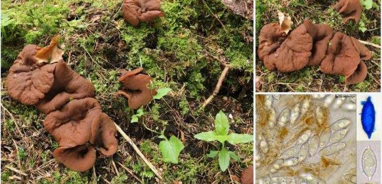 2020-04-11 17_09_26-Discina (Fr.) Fr. 1849