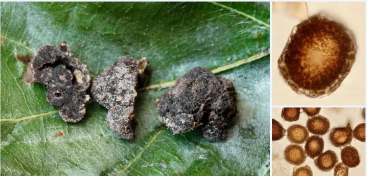 2020-04-11 22_50_21-Genabea Tul. & C. Tul. 1844