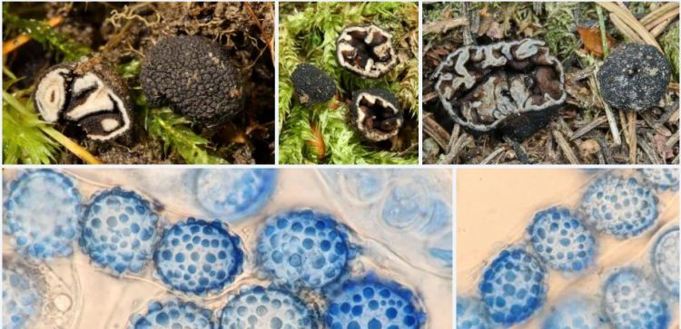 2020-04-11 23_27_54-Genea Vittad. 1831