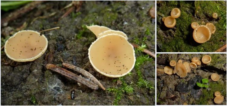 2020-04-12 17_05_03-Geopyxis (Pers.) Sacc. 1889