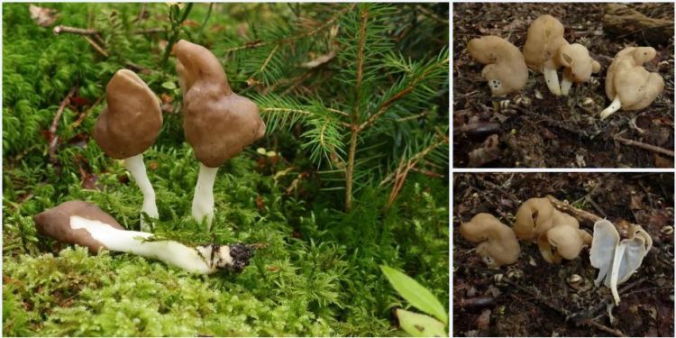 2020-04-13 00_03_30-Helvella L. 1753