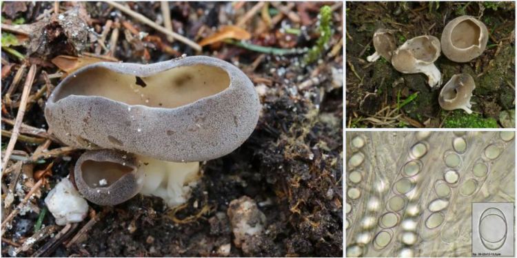 2020-04-13 00_04_06-Dissingia K. Hansen, X.H. Wang & T. Schumach. 2019