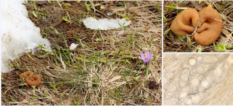 2020-04-13 00_07_09-Gyromitra Fr. 1849