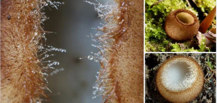 2020-04-13 17_24_33-Humaria Fuckel 1870