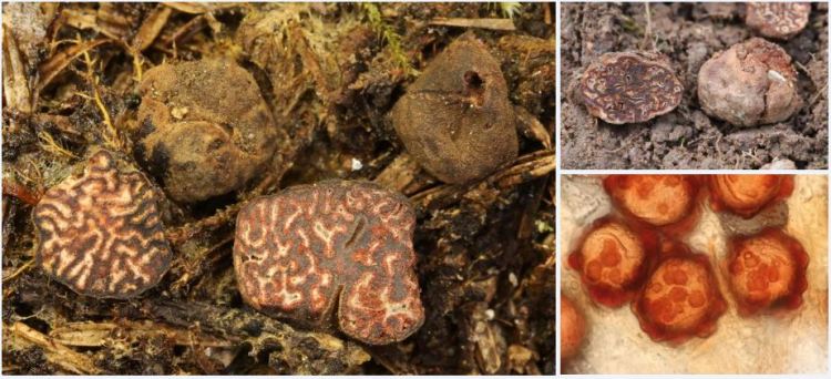 2020-04-13 21_24_19-Hydnotrya Berk. & Broome 1846