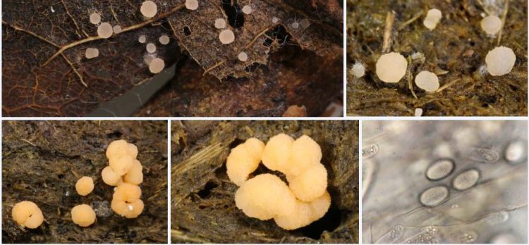 2020-04-13 21_50_58-Iodophanus Korf 1967