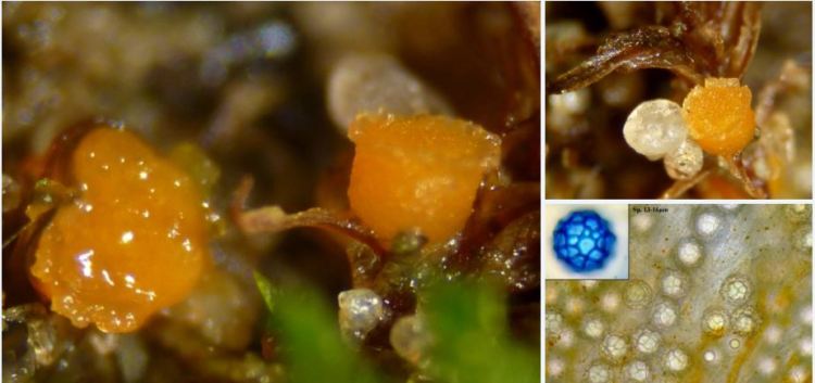 2020-04-13 23_10_26-Lamprospora De Not. 1863