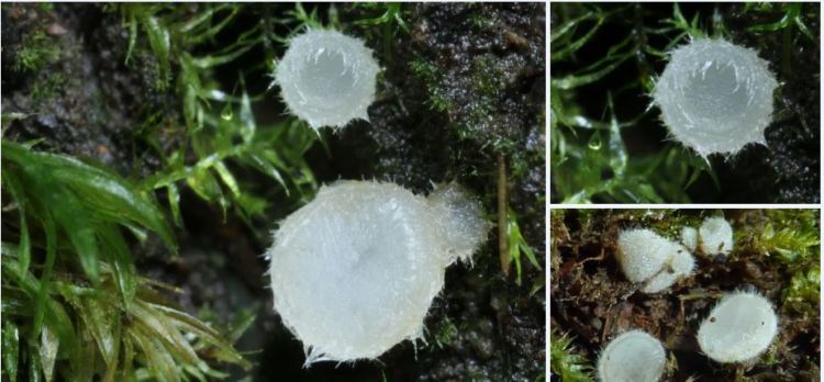 2020-04-15 15_52_24-Leucoscypha Boud. 1885