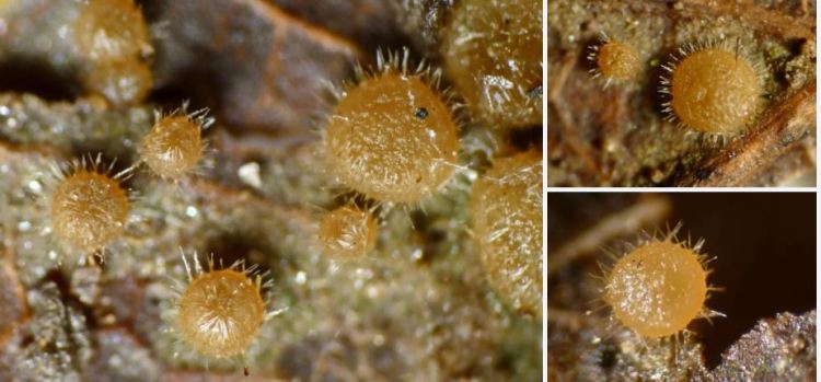 2020-04-15 16_04_26-Luciotrichus R. Galán & Raitv. 1995