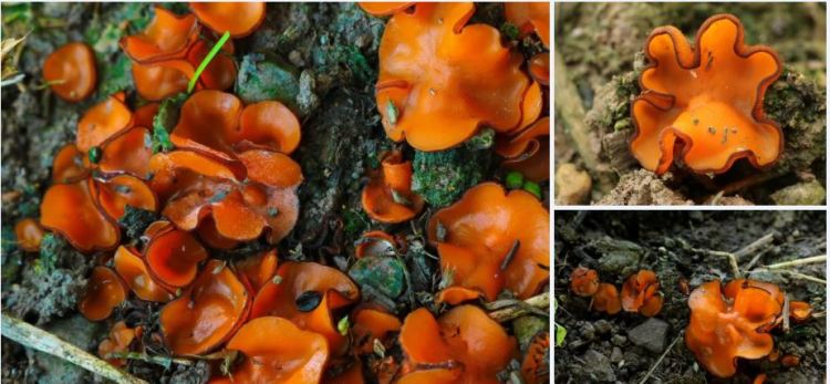 2020-04-15 17_09_40-Melastiza Boud. 1885