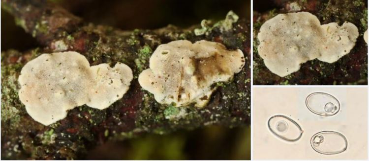 2020-04-15 21_14_40-Aleurocystidiellum P.A. Lemke 1964