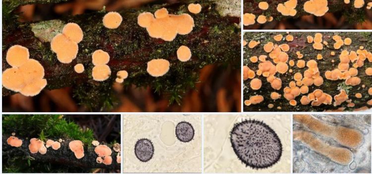 2020-04-15 21_54_01-Aleurodiscus Rabenh. ex J. Schröt. 1888