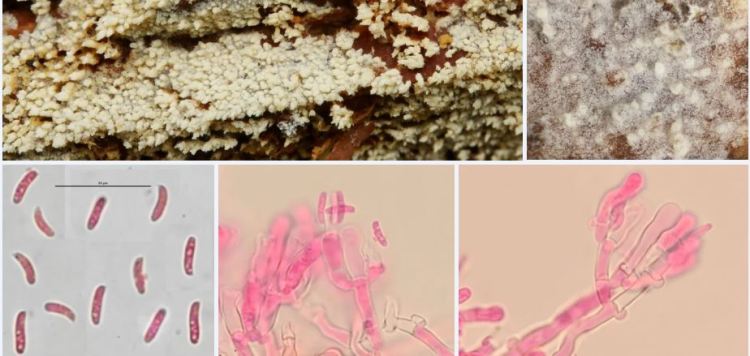 2020-04-15 22_39_32-Alutaceodontia (Parmasto) Hjortstam & Ryvarden 2002