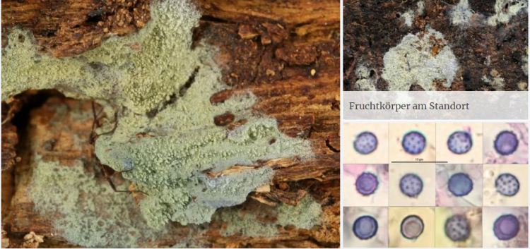 2020-04-15 23_01_59-Amaurodon J. Schröt. 1888