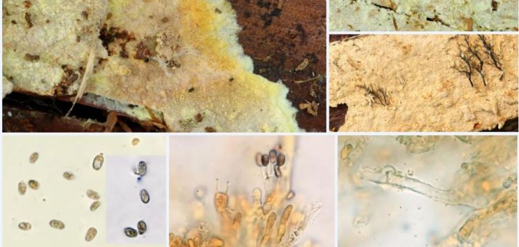 2020-04-16 15_11_17-Amylocorticium Pouzar 1959