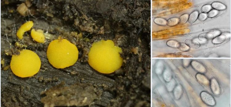 2020-04-17 22_06_10-Seite bearbeiten ‹ all-about-funghi.org — WordPress