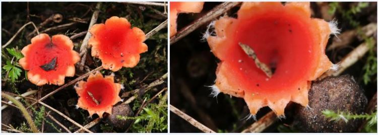 2020-04-17 22_06_38-Microstoma Bernstein 1852