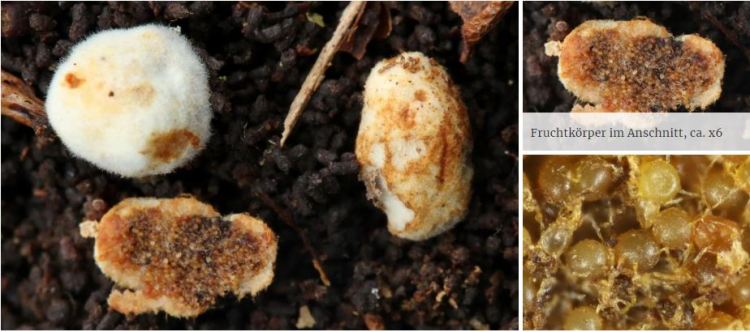 2020-04-19 22_16_00-Glomus Tul. & C. Tul. 1844