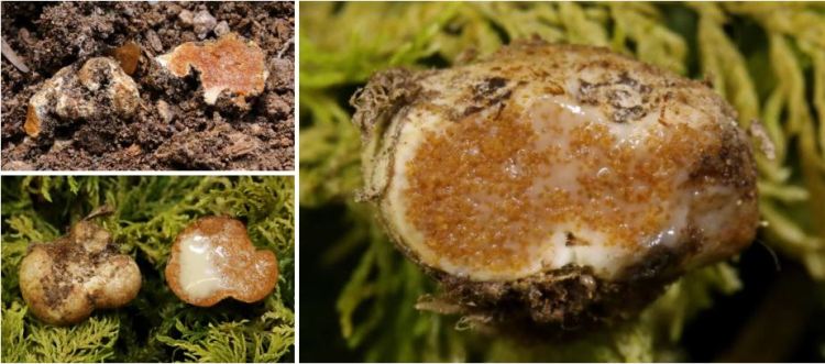 2020-04-19 22_16_32-Jimgerdemannia Trappe, Desirò, M.E. Sm., Bonito & Bidartondo 2017