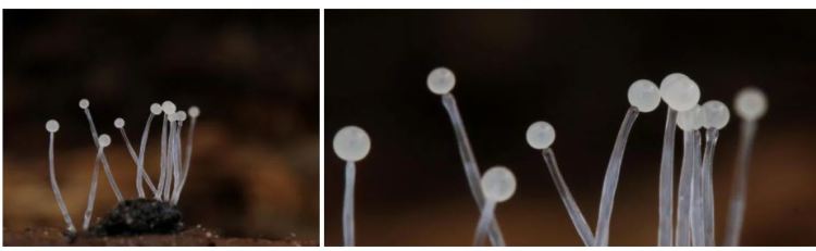 2020-04-19 22_16_58-Mucor Fresen. 1850