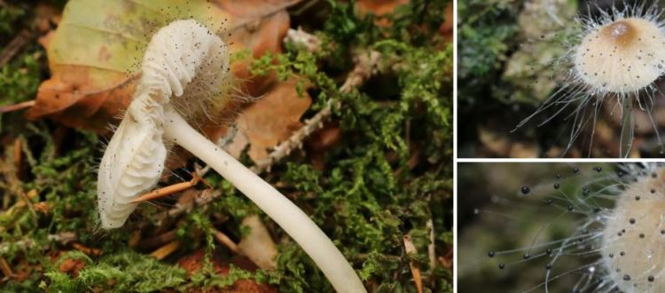 2020-04-19 22_17_23-Spinellus Tiegh. 1875