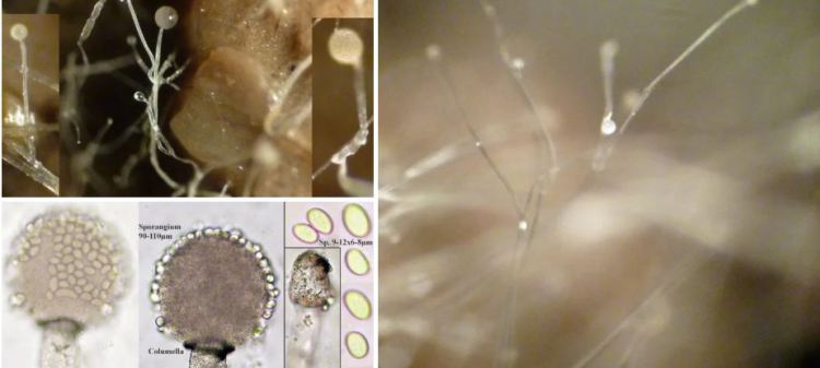 2020-04-19 22_18_14-Thamnidium Link 1809