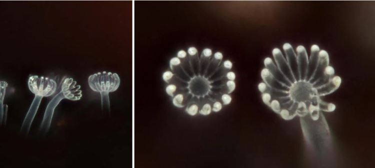 2020-04-19 22_20_17-Kickxella Coem. 1862