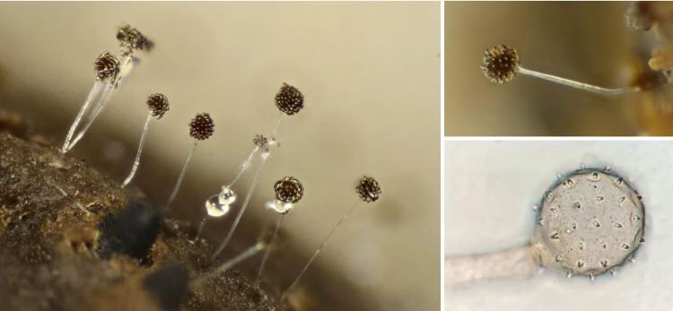 2020-04-19 22_20_43-Rhopalomyces Corda 1839