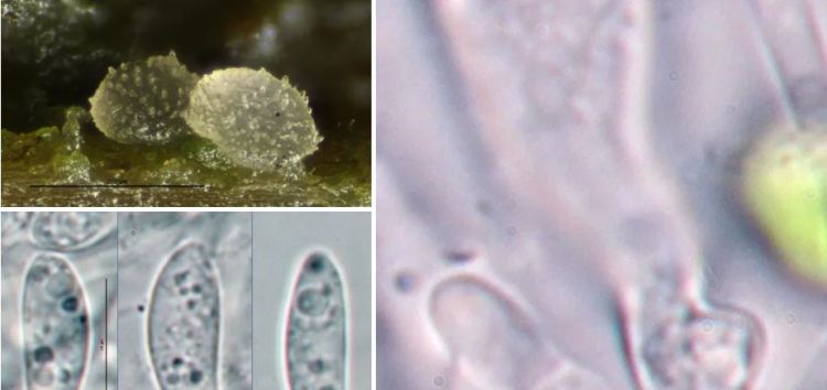 2020-04-20 17_36_38-Aivenia Svrček 1977