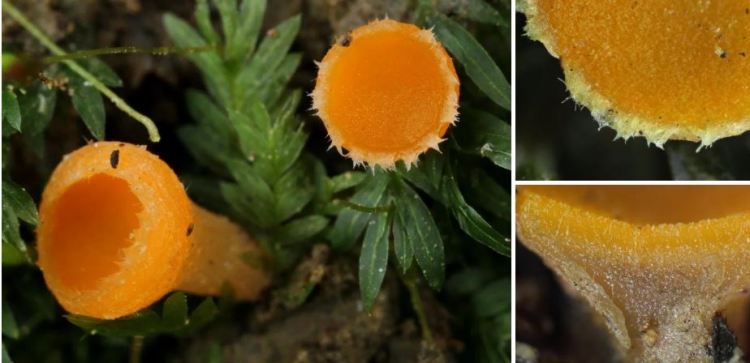 2020-04-24 23_22_24-Neottiella (Cooke) Sacc. 1889