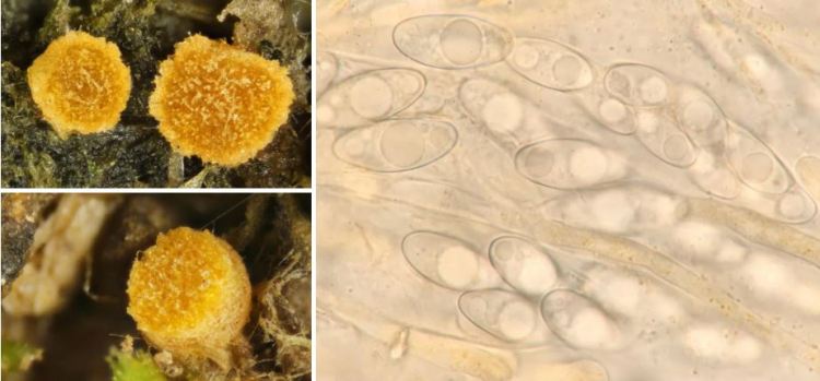 2020-04-25 16_42_44-Octospora Hedw. 1789