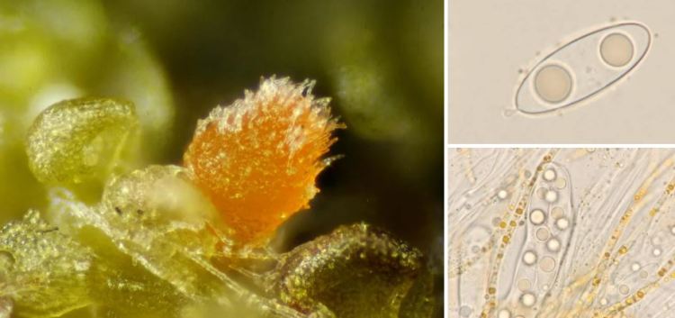 2020-04-26 14_22_49-Octosporella Döbbeler 1980