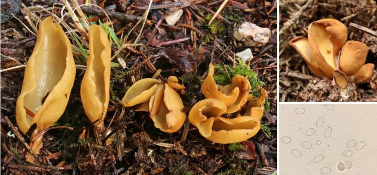 2020-04-26 15_19_55-Otidea (Pers.) Bonord. 1851